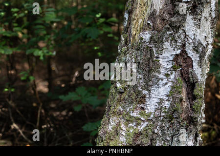 birch trunk Stock Photo