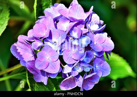 Closeup of a pale purple hydrangea cluster in Hiawassee, Georgia in June Stock Photo