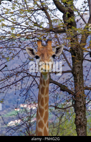 The giraffe (Giraffa) is a genus of African even-toed ungulate mammals, the tallest living terrestrial animals and the largest ruminants. Stock Photo