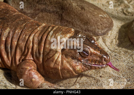 he Argentine red tegu, (Tupinambis rufescens), often referred to as simply red tegu, is one of the largest species of the Tupinambis lizards. Stock Photo