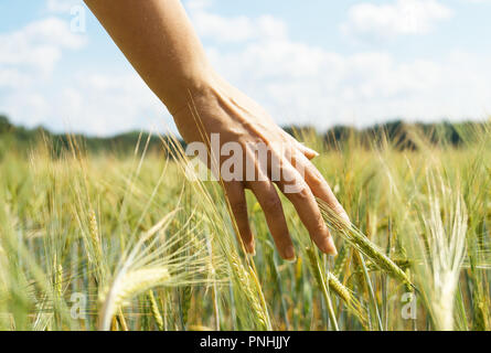 Female hand touching rye in a farm field. Stock Photo