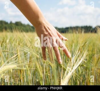 Female hand touching rye in a farm field. Stock Photo