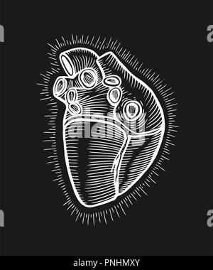 Hand drawn human heart with sunburst anatomically correct art. Flash tattoo or print design vector illustration. Stock Vector