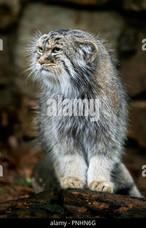 Manul or Pallas's cat, Otocolobus manul, cute wild cat from Asia. Stock Photo