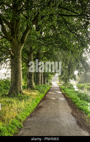 sunshine and falling rain simultaneously on a narrow asphalt road lined with trees near Ankeveen, The Netherlands Stock Photo