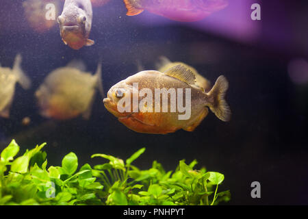 Tropical red piranha Serrasalmus nattereri in natural environment Stock Photo