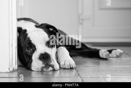 American bulldog lying on ground Stock Photo