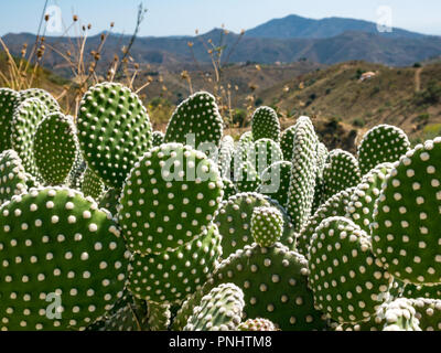Close up of Opuntia microdasys var. albispina, common name Angel Wings cactus, with mountains of Axarquia, Andalusia, Spain