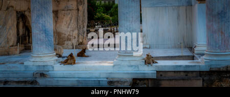 Three dogs laying on floor of ruins of ancient roman library in Athens Stock Photo