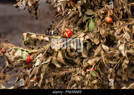 Burnt rose bush leaves near fire Stock Photo