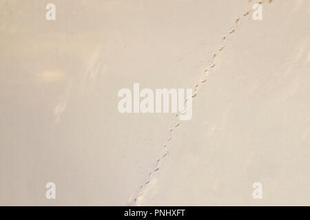 top aerial view of footsteps footprints on sand dunes in desert Stock Photo