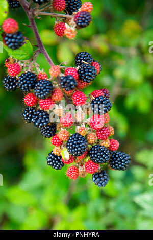 Ripening Blackberries Stock Photo