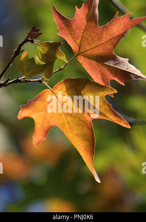 Golden / Red Autumn / Fall Leaves Golden / Red Autumn / Fall Leaves