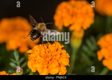 Bumblebee taking nectar from a colorful flower Stock Photo