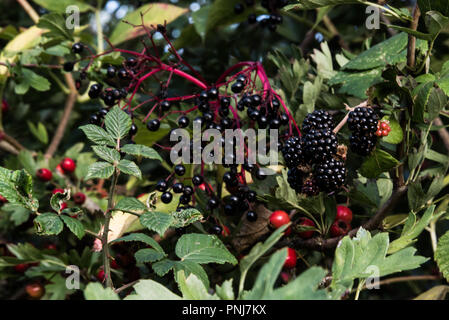 Autumn fruits in an English hedgerow, Wiltshire, UK, September 2018 Stock Photo