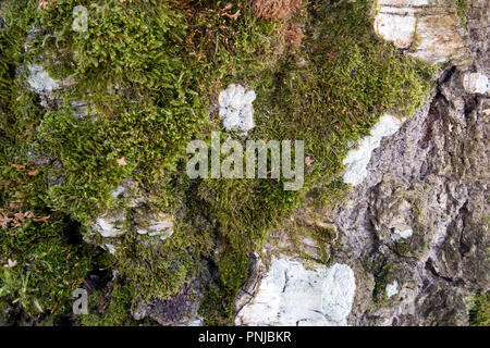Shabby birch bark covered with green moss natural background, old live trunk under the sun Stock Photo