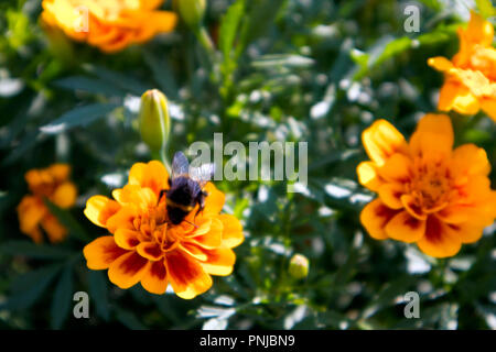 Cute thick bumble bee gathering nectar from bright marigold flower with red and yellow petals Stock Photo