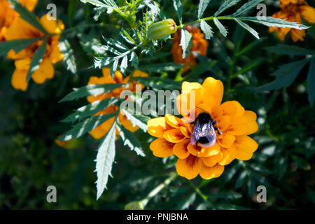 Cute thick bumble bee gathering honey from bright marigold with red and yellow petals Stock Photo