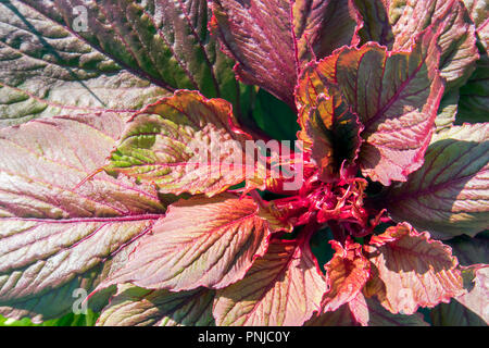 Lush red and green leaves of growing houseplant coleus blumei closeup Stock Photo