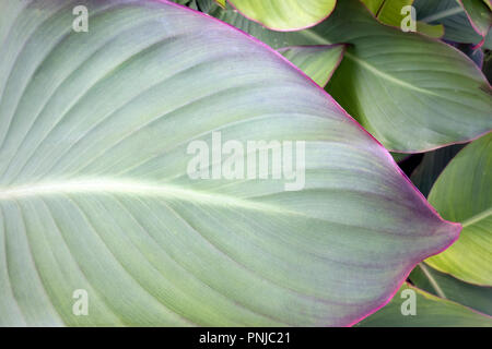 Giant leaf of garden Hosta with violet border growing outdoors closeup Stock Photo