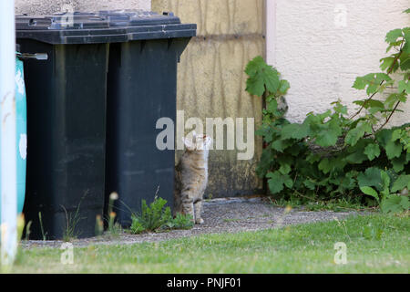 Stray gray striped European Shorthair looking through garbage cans in Germany Stock Photo