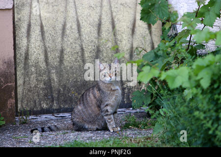 Stray gray striped European Shorthair looking through garbage cans in Germany Stock Photo