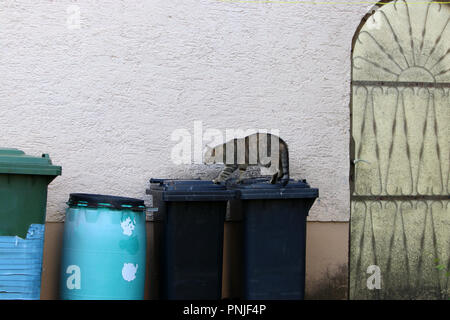 Stray gray striped European Shorthair looking through garbage cans in Germany Stock Photo