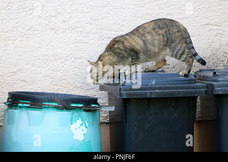 Stray gray striped European Shorthair looking through garbage cans in Germany Stock Photo