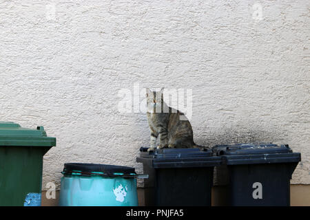 Stray gray striped European Shorthair looking through garbage cans in Germany Stock Photo