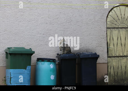 Stray gray striped European Shorthair looking through garbage cans in Germany Stock Photo