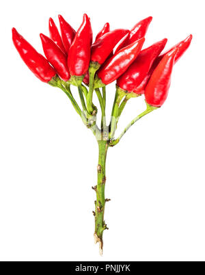 twig of little fresh hot red Chili peppers cut out on white background Stock Photo