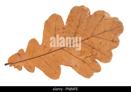 dried brown autumn leaf of oak tree cut out on white background Stock Photo