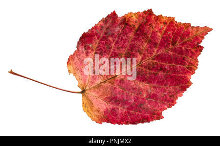 dried fallen red autumn leaf of alder tree cut out on white background Stock Photo