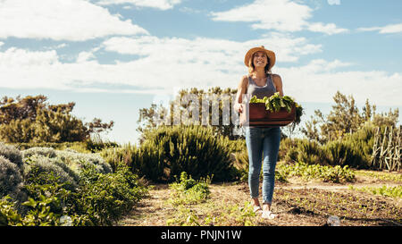 Female farmer walking through the field with carte full of fresh harvest. Gardener carrying box with harvested vegetables in garden. Stock Photo