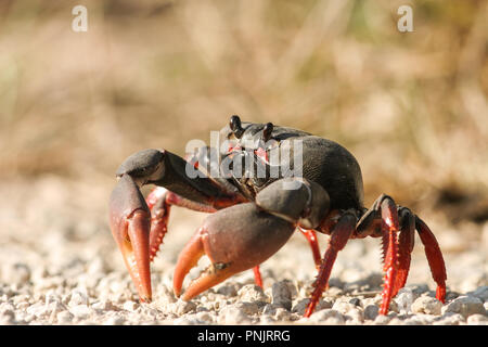 Cuban Land Crabs migrating to the sea to shed eggs Stock Photo
