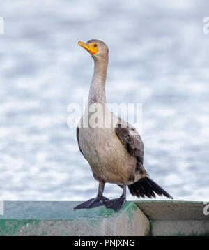 Double-crested Cormorant, Juvenile. Stock Photo