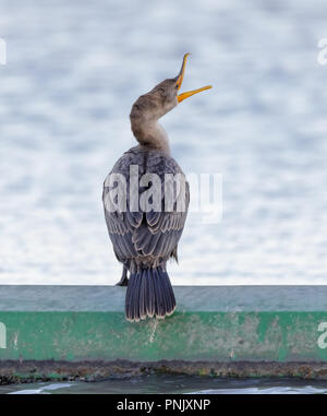 Double-crested Cormorant, Juvenile, Yawning. Stock Photo