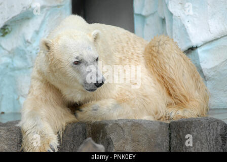 Polar bear　ベルナシオン　６枚 Amazon.co.jp: Polar bear bank, 5 types in total : Toys & Games