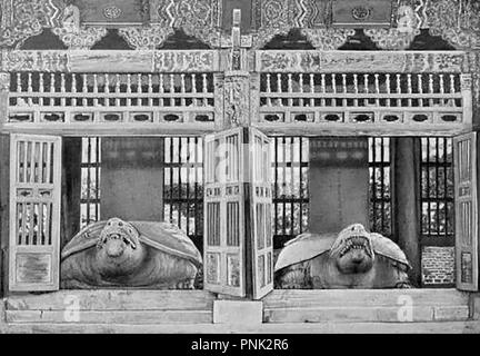 1904 KOREA - A view of the (former?) tortoise statues in the Imperial Tablet House, Seoul Stock Photo