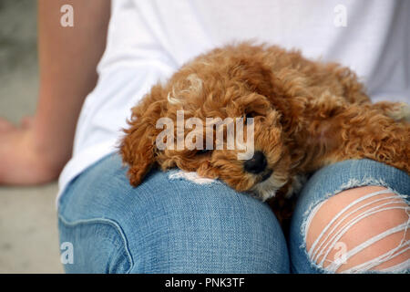 Cute maltipoo puppy lying on girls' lap wearing ripped jeans