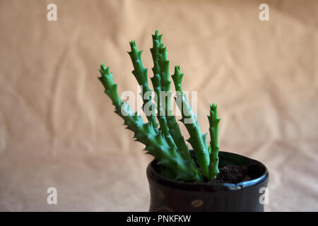 Huernia potted succulent plant on beige paper background close up Stock Photo