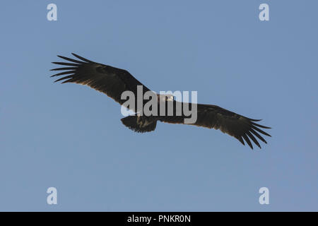 Greater Spotted Eagle (Clanga clanga) In Flight. Stock Photo