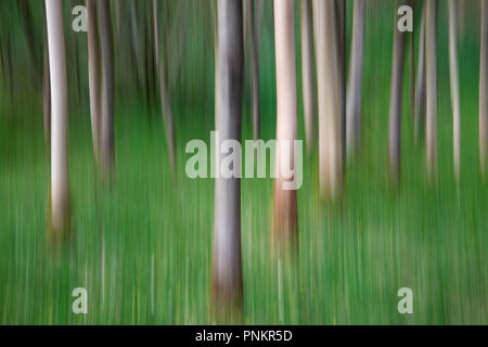ICM Intentional Camera Movement of trees in Strid Wood, Bolton Abbey, North Yorkshire Dales Stock Photo
