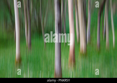 ICM Intentional Camera Movement of trees in Strid Wood, Bolton Abbey, North Yorkshire Dales Stock Photo