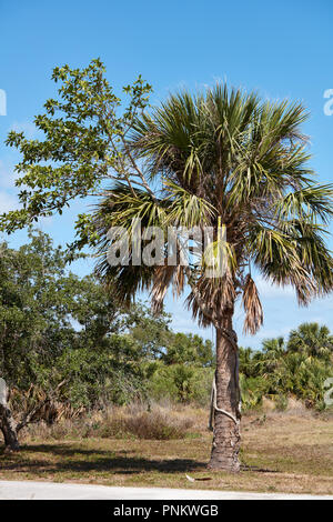 Tree with a Florida Strangler Fig or Strangler Fig (Ficus aurea
