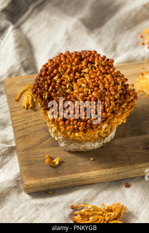 Organic Raw Golden Enoki Mushrooms Ready to Cook Stock Photo