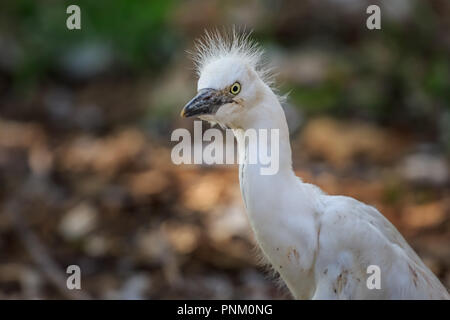 Juvenile Snowy Egret (Egretta thula). Stock Photo