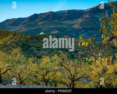 High mountain cliffs with hilltop white house in evening light with olive and almond trees in foreground, Axarquia, Andalusia, Spain Stock Photo