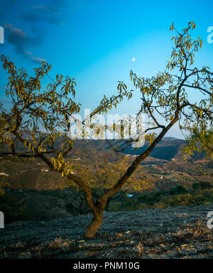 Hilltop almond tree framing waxing moon in dusk sky in evening light, Axarquia, Andalusia, Spain Stock Photo