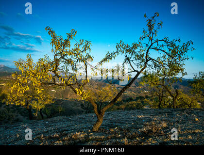 Hilltop almond tree, Prunus amygdalus, Prunus dulcis, framing waxing moon in dusk sky in evening light, Axarquia, Andalusia, Spain Stock Photo